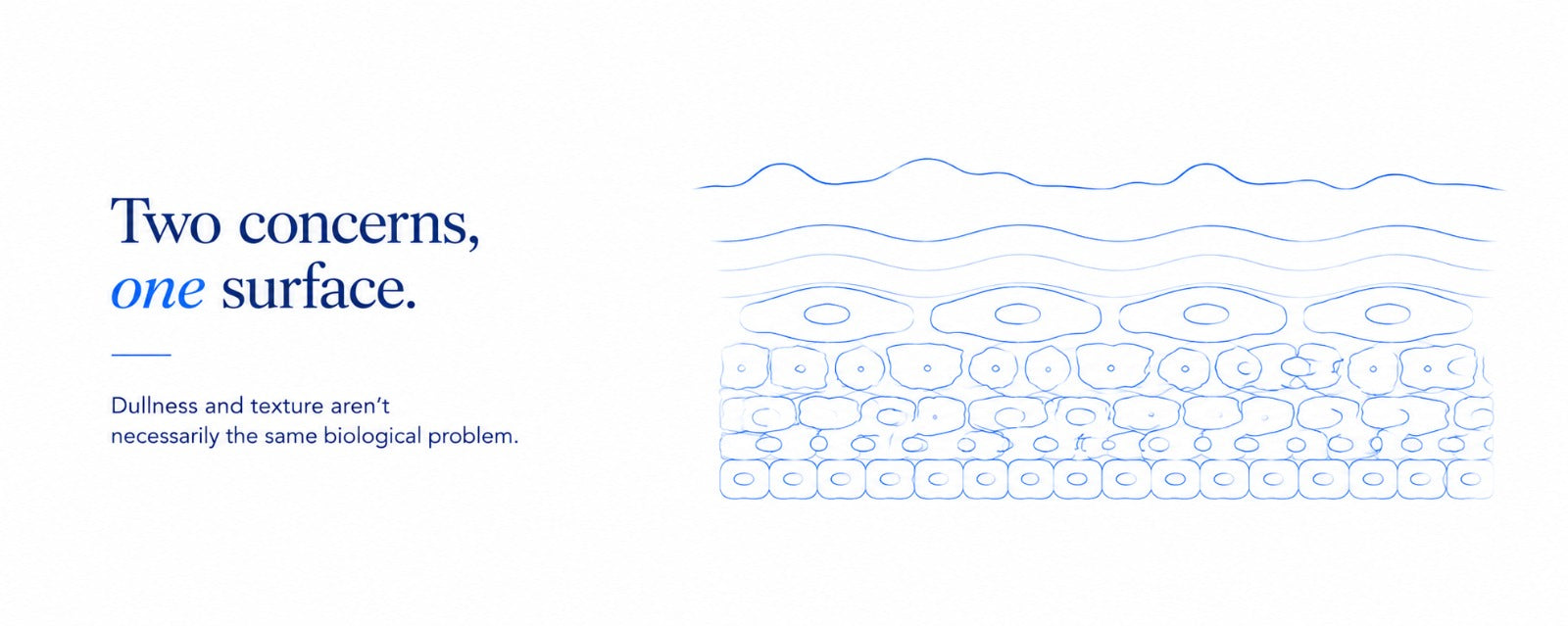 Minimalist B.LAB USA skincare banner illustrating dull skin and uneven skin texture on the surface while the underlying skin cell layers remain organized, highlighting the difference between skin appearance and skin biology.