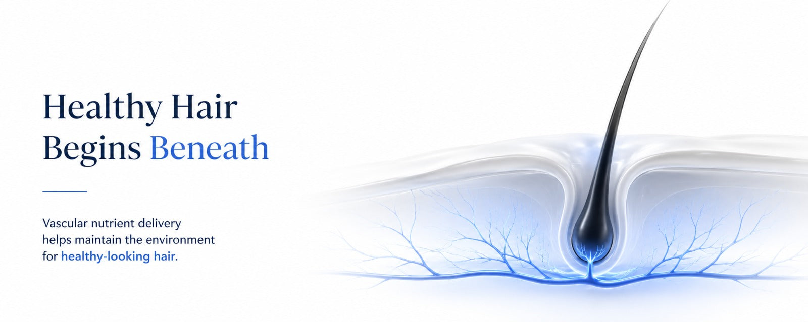 biology-first illustration of a healthy hair follicle with blue vascular nutrient delivery beneath the scalp, representing the biological processes that support healthy-looking hair density and long-term scalp health. 