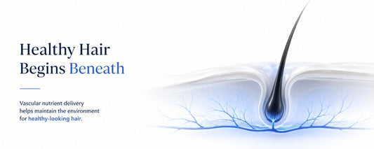 biology-first illustration of a healthy hair follicle with blue vascular nutrient delivery beneath the scalp, representing the biological processes that support healthy-looking hair density and long-term scalp health. 