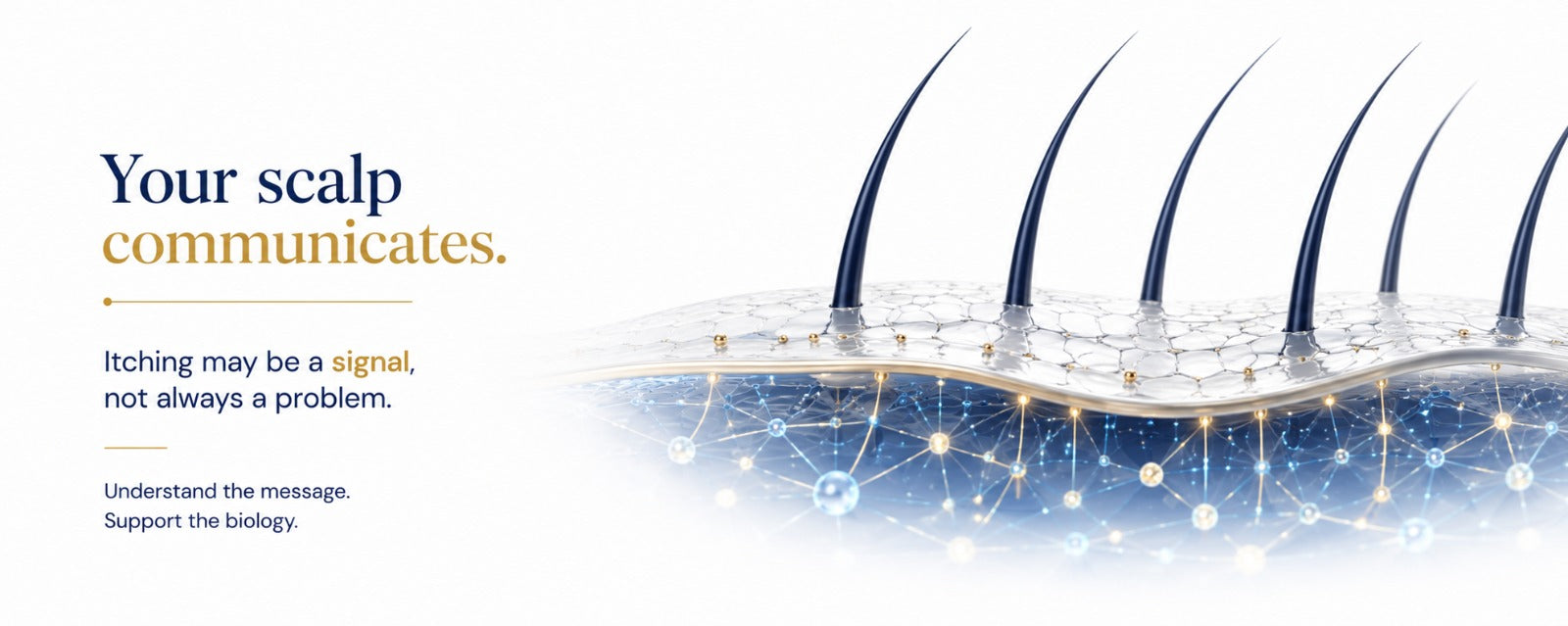 Luxury-clinical illustration of a healthy scalp barrier with subtle biological signaling beneath the surface, representing how an itchy scalp may reflect natural scalp communication rather than a single underlying problem. 