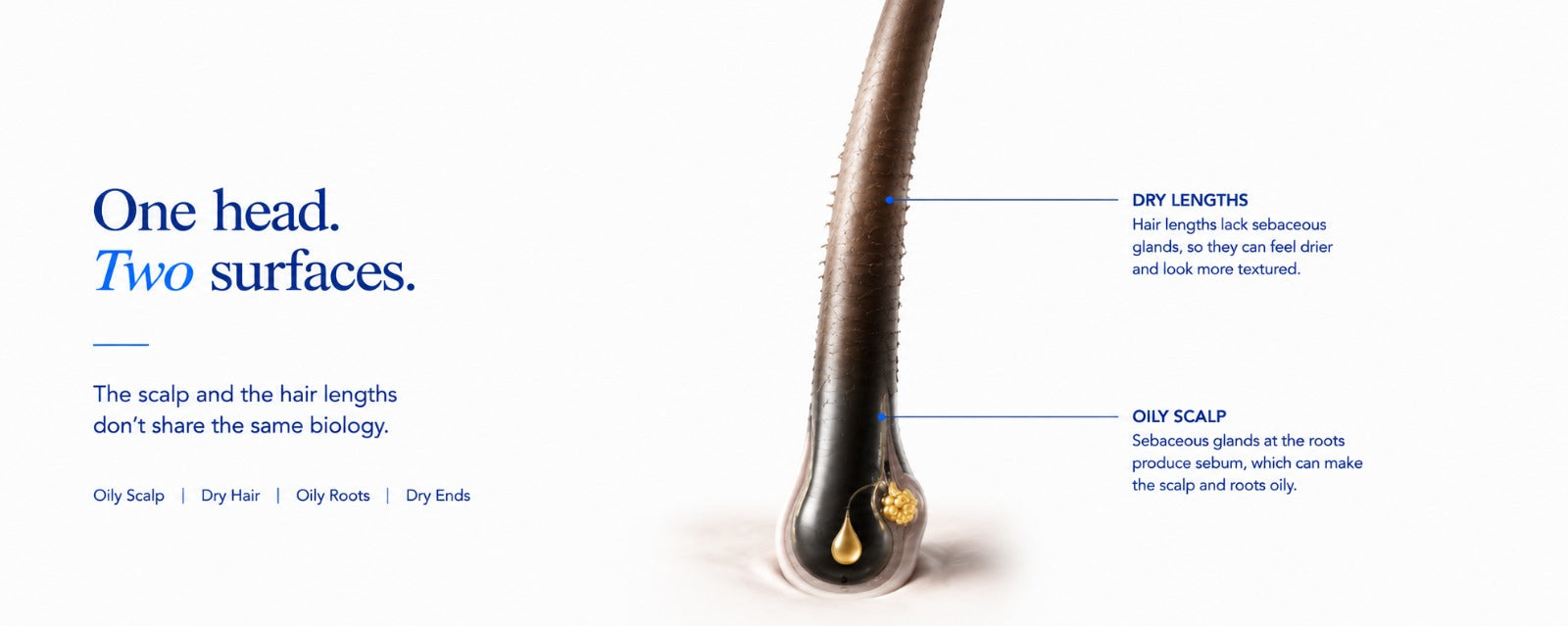 B.LAB USA hair and scalp banner illustrating oily scalp and dry hair lengths, showing how oily roots and dry ends can occur because the scalp and hair lengths have different biology.