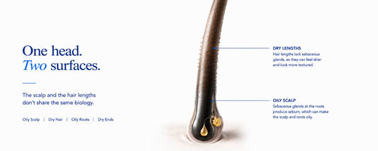 B.LAB USA hair and scalp banner illustrating oily scalp and dry hair lengths, showing how oily roots and dry ends can occur because the scalp and hair lengths have different biology.