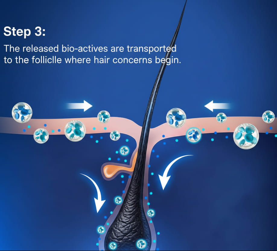 Step 3: The released bio-actives are transported to the follicle where hair concerns begin. 